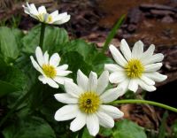 Clean white flowers with yellow anthers